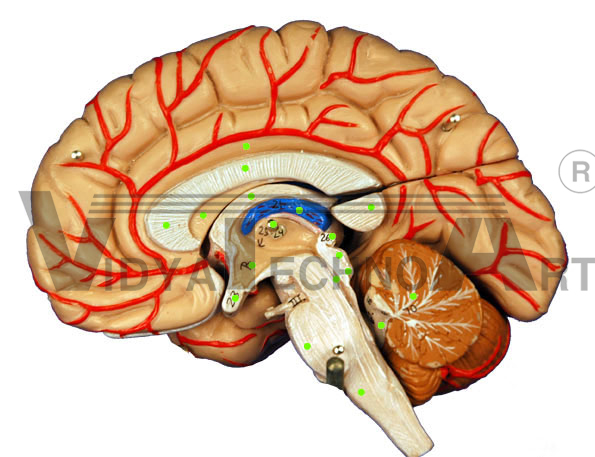 Brain I-Sagittal View